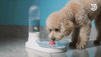 日本暢銷寵物自動飲水機|提升飲水量|貓狗適合|不需用電| 【8/2 截單，預計 :8月中至8月尾發貨】